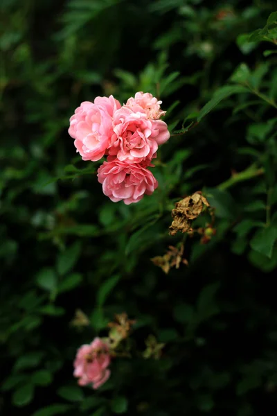 Pink Azalea Flowers Garden — Stock Photo, Image