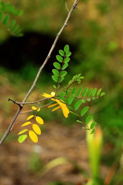 Naturlig Blommig Bakgrund Med Höstlig Trädgård Buske Löv — Stockfoto