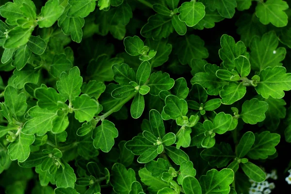 Primer Plano Las Hojas Verdes Fondo Naturaleza — Foto de Stock