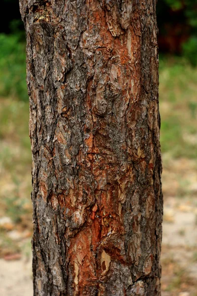 Casca Textura Árvore Fundo Floresta — Fotografia de Stock