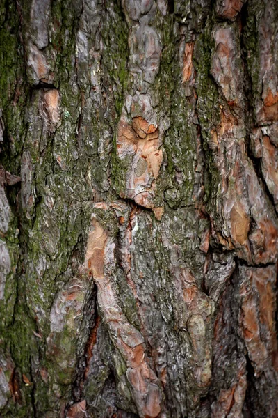 Corteza Textura Árbol Fondo Del Bosque — Foto de Stock
