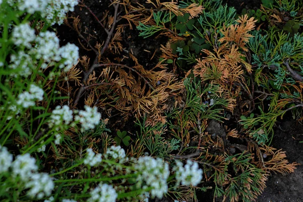 Closeup Virágzás Menyasszonyi Koszorú Spirea Virágos Háttér — Stock Fotó