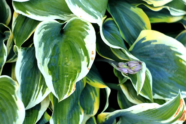 ホスタ植物の緑と白の葉 自然の背景 — ストック写真