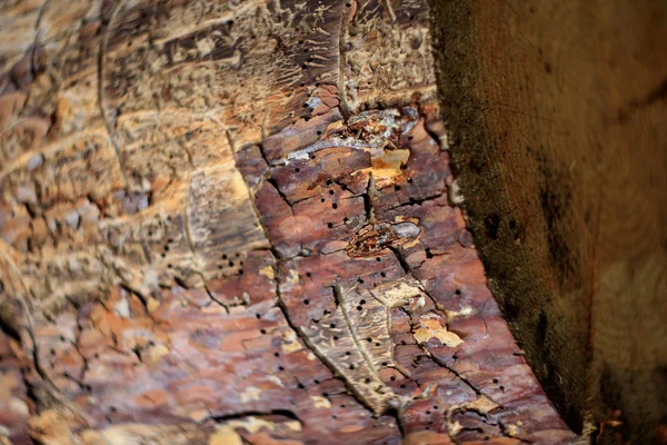 Kůra Stromové Struktury Pozadí Lesa — Stock fotografie