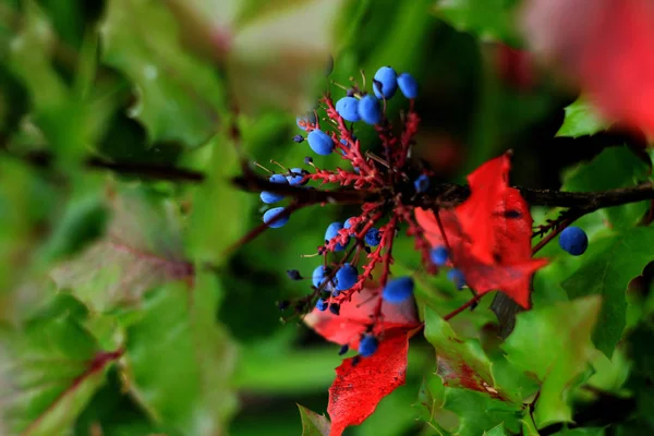 Trailing Mahonia Bush Green Leaves Blue Berries — Stock Photo, Image