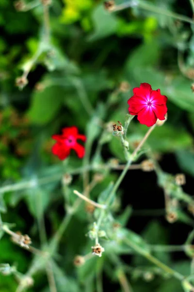 Naturlig Blomster Bakgrund Med Rosa Blommor — Stockfoto