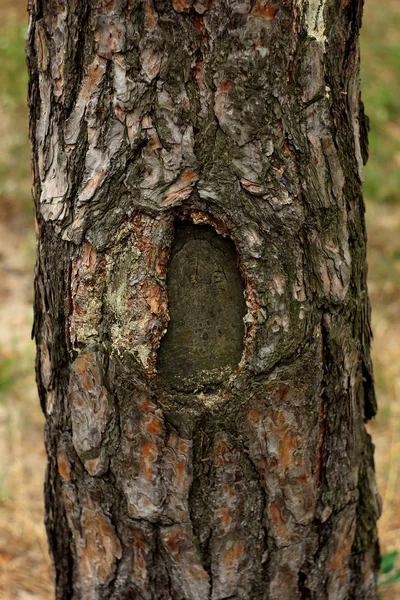 Casca Textura Árvore Fundo Floresta — Fotografia de Stock