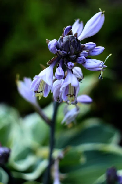 Blå Blommor Hosta Växter Natur Bakgrund Stockbild