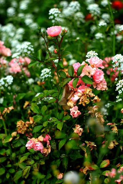 Rosa Rosor Blommar Trädgården Stockbild