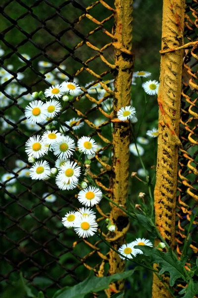 Překrásné Zahradní Heřmánkový Kvetoucí Rostliny Trávě Stock Snímky