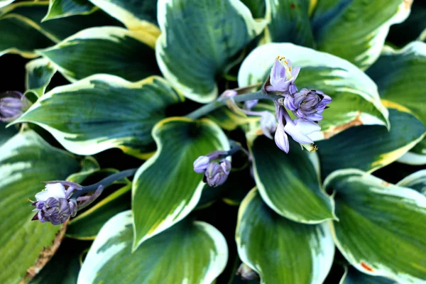 Blå Blommor Hosta Växter Natur Bakgrund Royaltyfria Stockfoton
