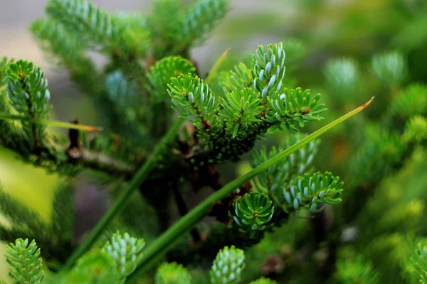 Närbild Gröna Växter Natur Bakgrund Royaltyfria Stockbilder