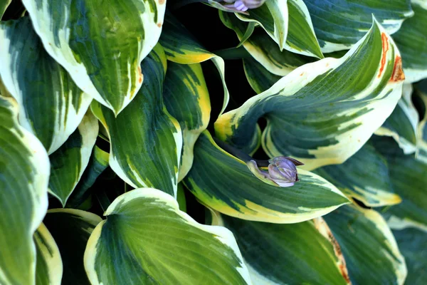 Hosta Bitkilerin Yeşil Beyaz Yaprakları Doğa Arka Plan Telifsiz Stok Imajlar
