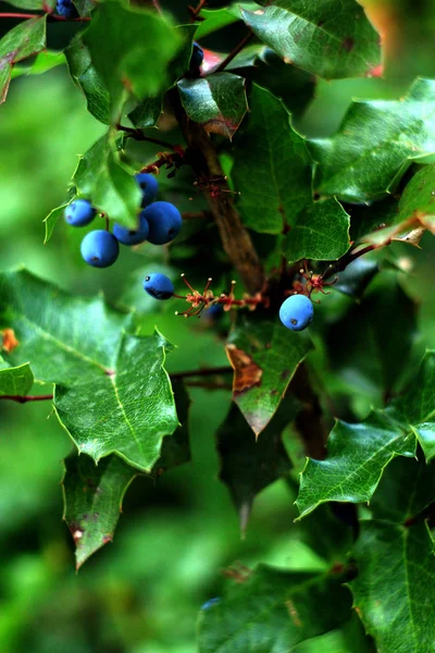 Arbusto Mahonia Con Hojas Verdes Bayas Azules Fotos de stock