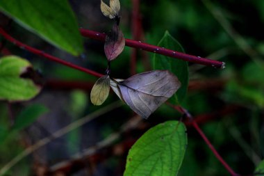 yeşil bitki, yapraklar ve botanik 