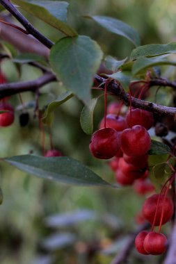yeşil bitki, yapraklar ve botanik 
