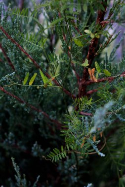 Cupressaceae yeşil yaz bitkisi, kozalak yaprakları ve botanik 