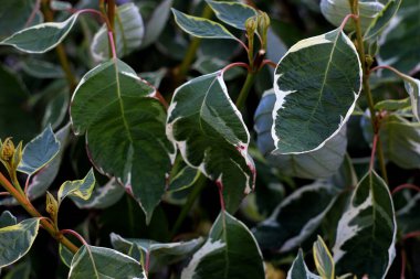 yeşil bitki bitkisi, yapraklar ve botanik 
