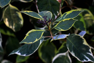 yeşil bitki bitkisi, yapraklar ve botanik 