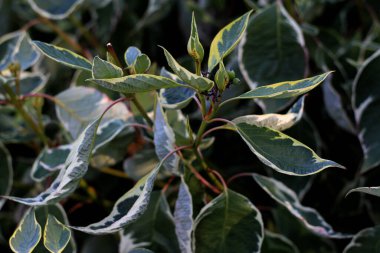 yeşil bitki bitkisi, yapraklar ve botanik 