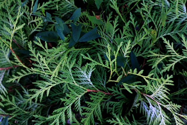 Cupressaceae Grüne Sommerflora Nadelbaumblätter Und Botanik — Stockfoto