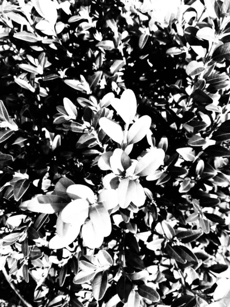 Liście Krzewu Czarno Białego — Zdjęcie stockowe