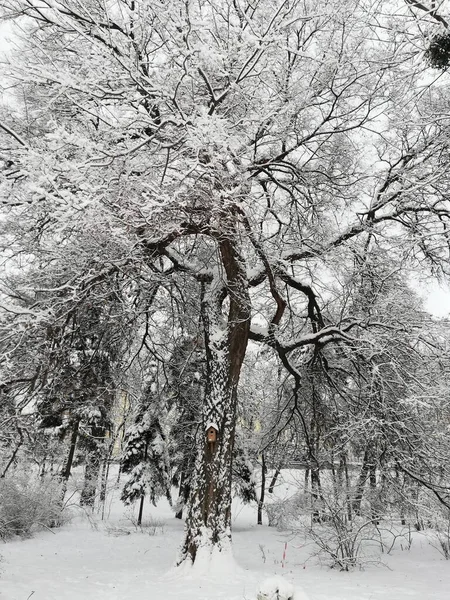 Winterbäume Auf Schnee Stadtpark — Stockfoto
