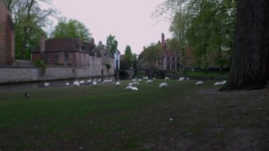 Kamera Brugge Katelijnestraat kanalda çimenli bir kıyısında yükselir. Birden çok kuğular görülebilir 