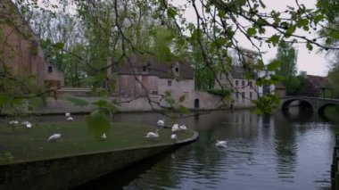 Katelijnestraat kanal ve dansa manastır Brugge Belçika'göstermek için dalları geçmiş kamera slaytlar. Kanal kıyısında kuğular vardır 
