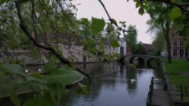 Katelijnestraat kanal ve dansa manastır Brugge Belçika'göstermek için dalları geçmiş kamera iner. Kanal kıyısında kuğular vardır 