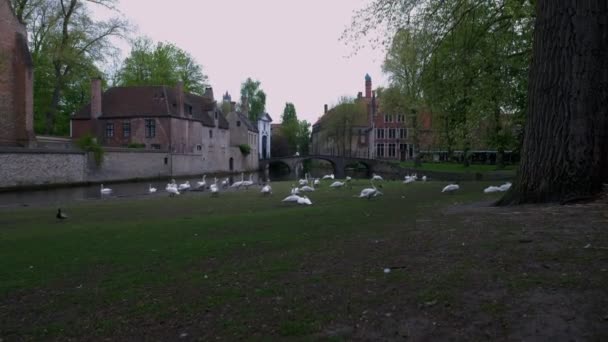 Caméra Lève Sur Une Rive Herbeuse Canal Dijver Bruges Plusieurs — Video