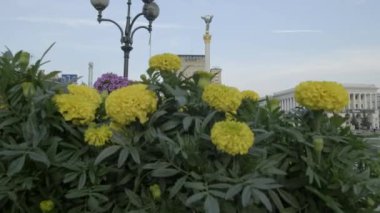 Arka planda Bağımsızlık Anıtı ile Kiev Bağımsızlık Meydanı çiçeklik üzerinde Jib stil artış.