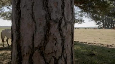 İki beyaz yeni orman midilli barınak Beaulieu Road yakınındaki ısı 2018 yazında ortaya çıkarmak için kamera slaytlar
