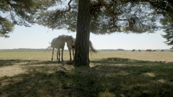 Sollevamento Stile Jib Due Pony Bianchi Della New Forest Riparati — Video Stock