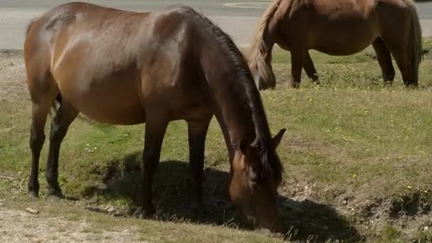 2018年炎热的夏天 两匹新的森林小马驹在蟠龙路附近草地上放牧 — 图库视频影像