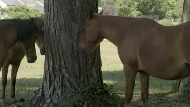 Clip Diapositiva Tres Ponis New Forest Que Refugian Del Calor — Vídeos de Stock