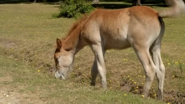 Neues Waldfohlen Grast Heißen Sommer 2018 Auf Gras Nahe Der — Stockvideo