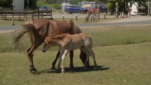 新しいフォレストの子馬と 2018年の暑い夏にボーリュー道路近くの母 — ストック動画