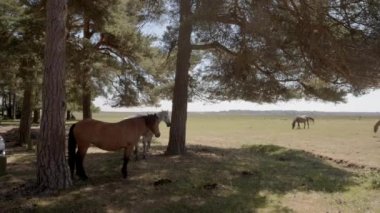 Yeni orman midilli barınak Beaulieu Road yakınındaki ısı 2018 sıcak yaz aylarında ağacının altında