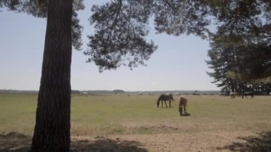 Yeni orman midilli 2018 sıcak hava dalgası sırasında Kuru Çim üzerinde otlatma, geniş atış. Yolun trafikten