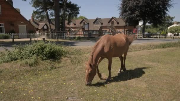 Nouveau Poney Forestier Broute Herbe Sèche Extérieur Hôtel Beaulieu Durant — Video