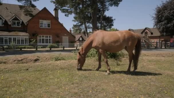 滑块作为新的森林小马擦伤在干燥草外面蟠龙酒店在2018年炎热的夏天 — 图库视频影像