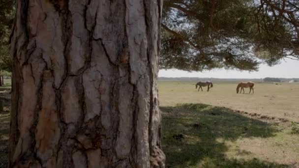 Scivolo Rivelare Pony Della New Forest Che Riparano Sotto Albero — Video Stock