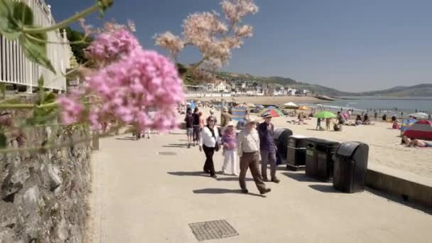Fock Abstieg Vorbei Blumen Marine Parade Und Sandstrand Lyme Regis — Stockvideo