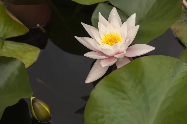 Colorful Water Lillies Pond Bergen Norway — Stock Photo, Image