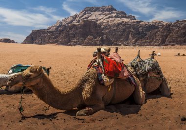 Wadi Rum Güney Ürdün çöllerinde deve