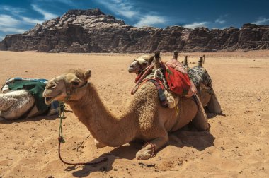 Wadi Rum Güney Ürdün çöllerinde deve