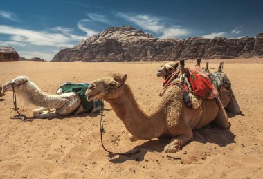 Wadi Rum Güney Ürdün çöllerinde deve