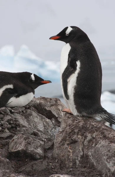 Tučňák Oslí Paradise Harbour Antarktida Oblíbené Místo Pro Návštěvu Výletních — Stock fotografie