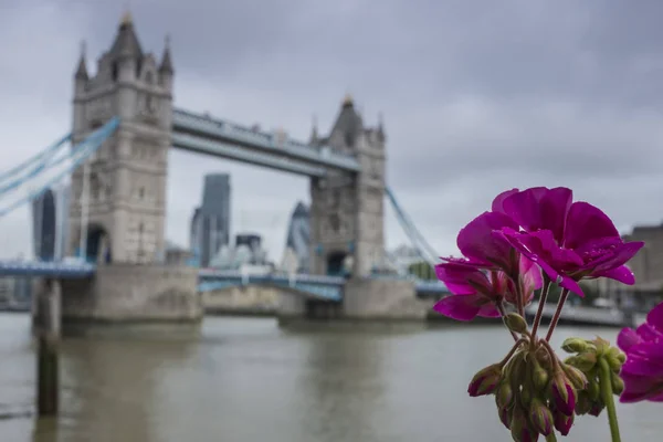 Defokussierter Blick Auf Turmbrücke Mit Blumen Vordergrund — Stockfoto